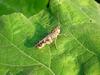 호박잎 위의 메뚜기 -- 팥중이 Oedaleus infernalis (Band-winged Grasshopper)