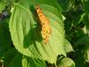 네발나비 (북한명: 노랑수두나비) - Polygonia c-aureum (Linnaeus, 1758)