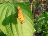 네발나비 (북한명: 노랑수두나비) - Polygonia c-aureum (Linnaeus, 1758)