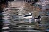 Bufflehead(Bucephala albeola) pair