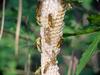 뱀허물쌍살벌(Parapolybia varia) - Lesser Parapolybia Paper Wasp