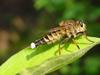 파리매(Promachus yesonicus) 수컷 - Robber Fly