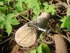 잠자리 - 밀잠자리(Orthetrum albistylum speciosum Uhler) 수컷