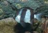 Another fish ID - please