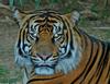 Tiger in a bad mood 1