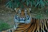 Tiger in a bad mood 2