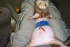 domesticated Ferret