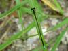 실잠자리 종류 [대전] --> 아시아실잠자리 수컷 Ischnura asiatica (Asiatic Bluetail Damselfly)