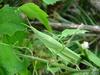 방아깨비(Acrida cinerea) - 미성숙 암컷