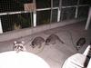 Raccoons