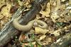 Cottonmouth snake (Agkistrodon piscivorus)