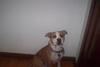 pitt bull cocoa