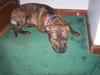 pit bull bree
