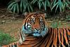 Sumatran Tiger
