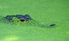 Duckweed Gator