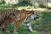 Sumatran Tiger Attack001.JPG