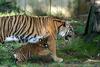 Sumatran Tiger Attack002.JPG
