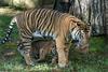 Sumatran Tiger Attack005.JPG