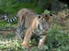 Sumatran Tiger cub