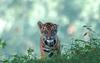 Sumatran Tiger Cub 3