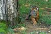 Sumatran Tiger Cub 4