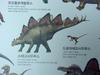 [공룡] 스테고사우루스(Stegosaurus)