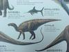 [공룡] 이구아노돈(Iguanodon)