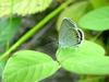 암먹부전나비(Everes argiades) - Short-tailed Blue