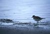 Killdeer (Charadrius vociferus)