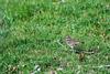 Killdeer (Charadrius vociferus)