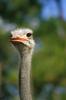 Ostrich(Struthio camelus)  head