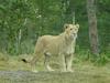 Lion female