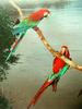 Green-winged Macaw (pair)