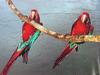 Green-winged Macaw (pair)