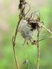 거미의 피신처 - 산왕거미와 닮은 작은 거미