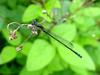 실잠자리 종류 --> 아시아실잠자리 수컷 Ischnura asiatica (Asiatic Bluetail Damselfly)