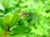 하루살이를 포식하는 실잠자리  --> 아시아실잠자리 수컷 Ischnura asiatica (Asiatic Bluetail Damselfly)