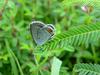 암먹부전나비(Everes argiades) - Short-tailed Blue