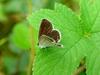 암먹부전나비(Everes argiades) - Short-tailed Blue