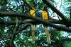 Blue-and-yellow macaw (Ara ararauna)  pair