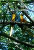 Blue-and-yellow macaw (Ara ararauna)  pair