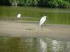 중대백로(Egretta alba modesta) - Large Egret