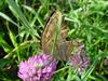 네발나비 (북한명: 노랑수두나비) - Polygonia c-aureum (Asian Comma)