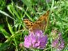 네발나비 (북한명: 노랑수두나비) - Polygonia c-aureum (Asian Comma)