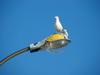 괭이갈매기 Larus crassirostris (Black-tailed Gull)