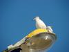 괭이갈매기 Larus crassirostris (Black-tailed Gull)