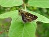 줄점팔랑나비(Parnara guttata) - Common Straight Swift