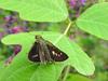 줄점팔랑나비(Parnara guttata) - Common Straight Swift