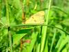 노랑나비(Colias erate) - Eastern Pale Clouded Yellow Butterfly