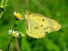 노랑나비(Colias erate) - Eastern Pale Clouded Yellow Butterfly